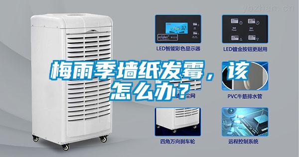梅雨季墻紙發(fā)霉，該怎么辦？