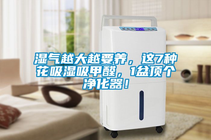 濕氣越大越要養，這7種花吸濕吸甲醛，1盆頂個凈化器！